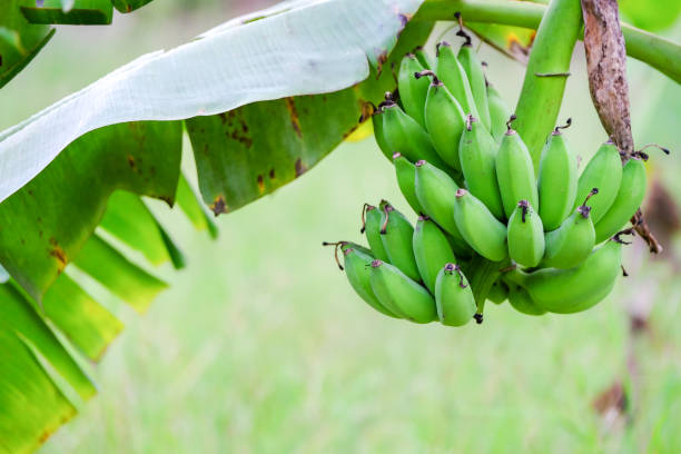 istock raw banana in the nature with dramatic tone 2153934988