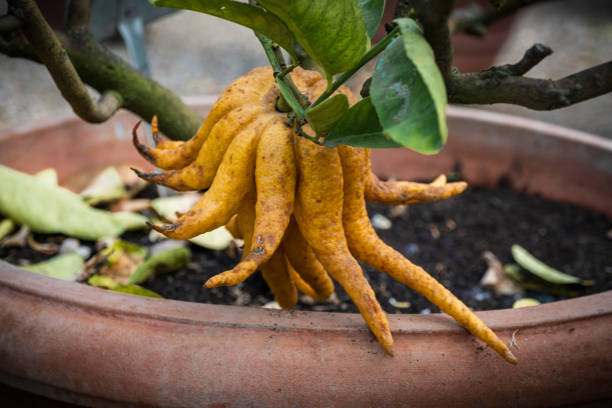 A ripe fingered citron