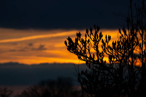 The silhouette of a tree branch stands out against the colorful hues of a sunset sky, creating a beautiful natural landscape with an afterglow effect