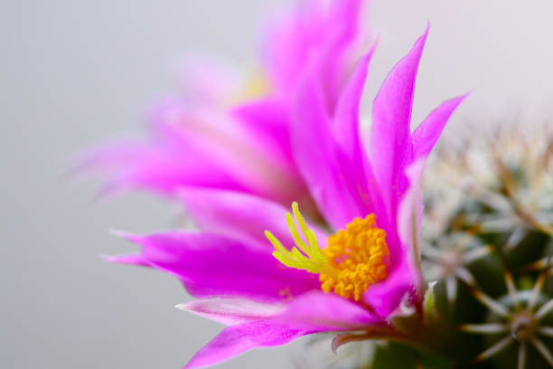 Close up of night cactus flower, with the plant grown on a wooden board on a black night background, copy space