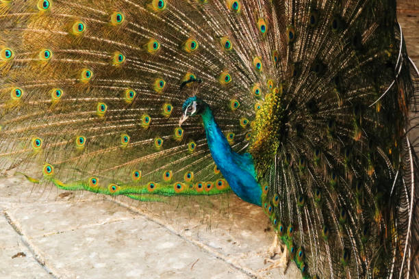 istock Profile, side view of a peacock of intense blue color spreading its tail feathers, displaying its colorful plumage at the Bachkovo Monastery, close to Plovdiv, Bulgaria 2153938094
