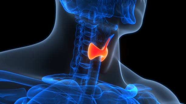 human body glands thyroid gland anatomy - examen de tiroides fotografías e imágenes de stock