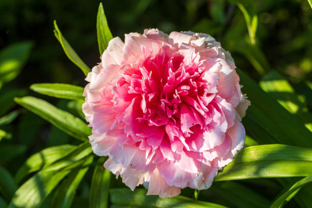 Peony Rose heart bloomed in spring . High quality photo