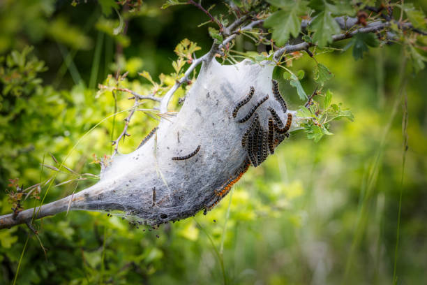istock Young caterpillars in the nest 2153941448