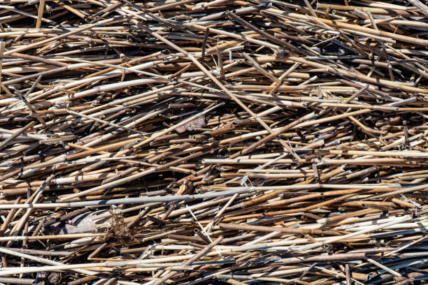 High-resolution close-up of straw hay, showcasing its natural texture and intricate details. Ideal for creating unique backgrounds and patterns for various design projects