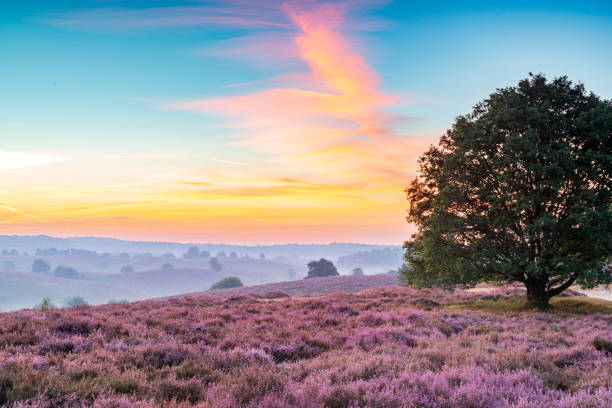 istock Sunrise over blossoming Heather fields on the hills 2153943162