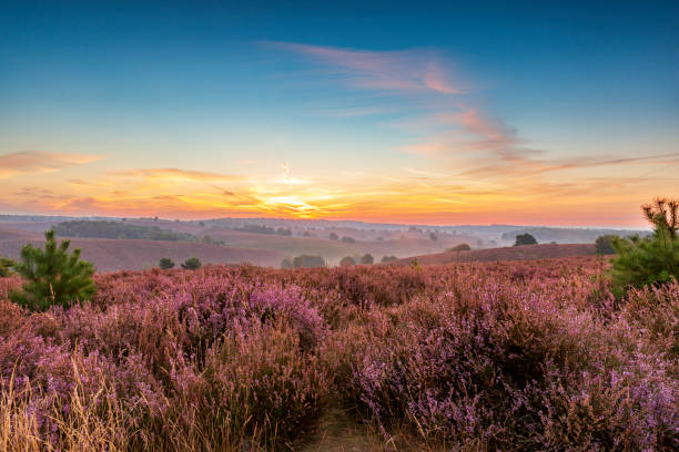 istock Sunrise over blossoming Heather fields on the hills 2153943278