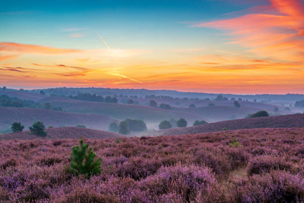istock Sunrise over blossoming Heather fields on the hills 2153943298