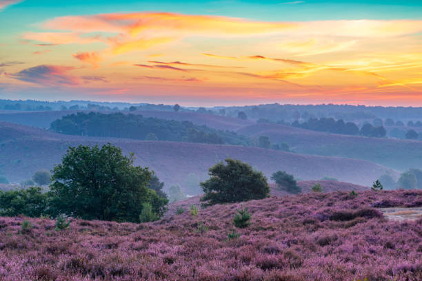 istock Sunrise over blossoming Heather fields on the hills 2153943313