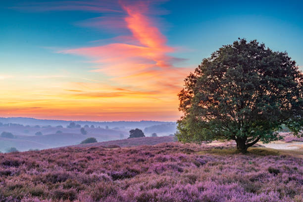 istock Sunrise over blossoming Heather fields on the hills 2153943400
