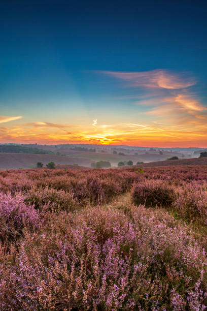 istock Sunrise over blossoming Heather fields on the hills 2153943431