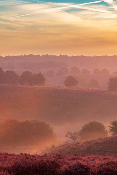 istock Sunrise over blossoming Heather fields on the hills 2153943946