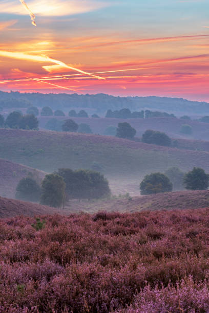 istock Sunrise over blossoming Heather fields on the hills 2153943971