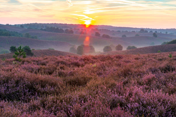 istock Sunrise over blossoming Heather fields on the hills 2153943994