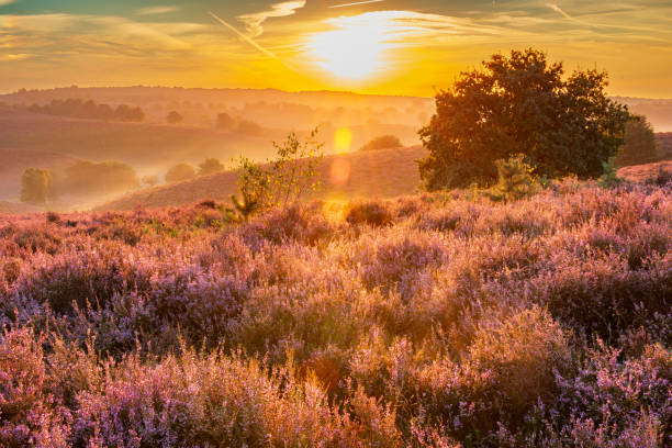 istock Sunrise over blossoming Heather fields on the hills 2153944008