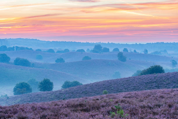 istock Sunrise over blossoming Heather fields on the hills 2153944059