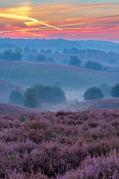 istock Sunrise over blossoming Heather fields on the hills 2153944112