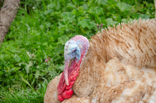 turkey beautiful bird on the street. High quality photo