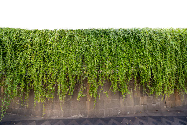 Green ivy vines on brick concrete wall isolated over a white background