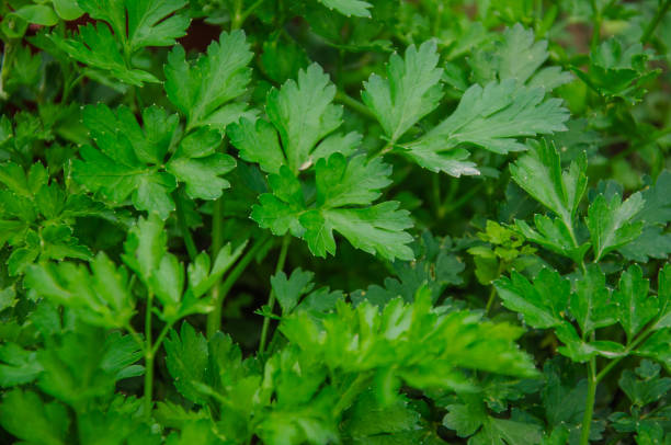 istock Close-up background of parsley leaves 2153946149