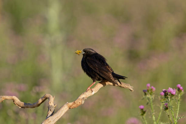 istock Starling with insects in its beak 2153946390
