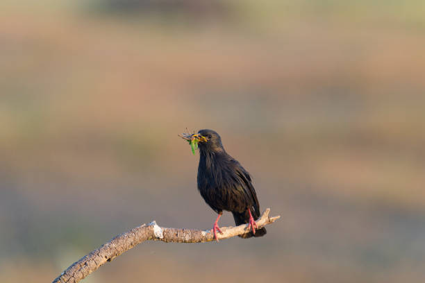 Spotless Starling with insects in its beak
