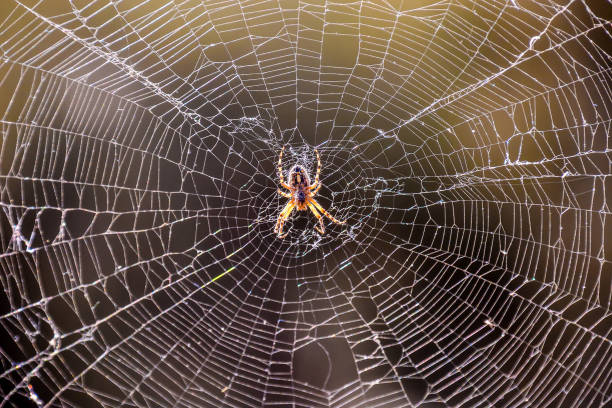 istock A spider is sitting in the center of a spider web 2153947792