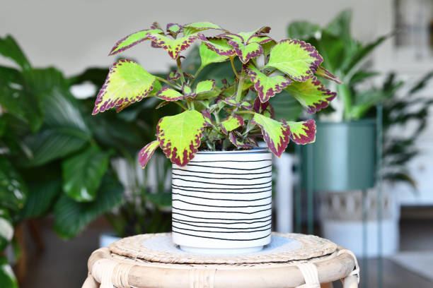 istock Painted nettle 'Coleus Blumei Velvet' plant 2153948937