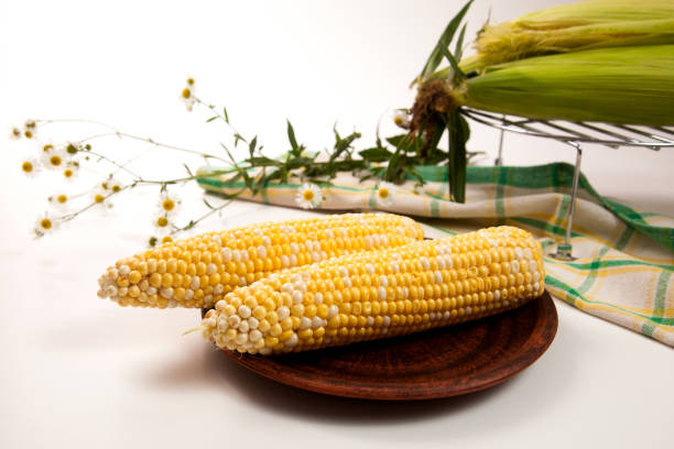 Clay plate with two ears of ripe sweet corn and green towel on vintage white wooden background. Cobs with white and yellow grains. Fresh ear of corn with green leaves.