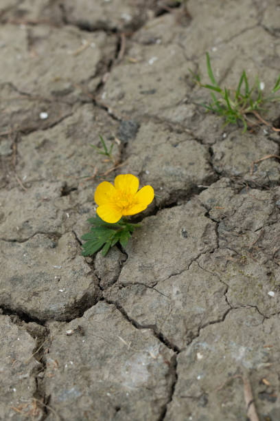 istock Climate change could cause more drought in the Netherlands. 2153949765