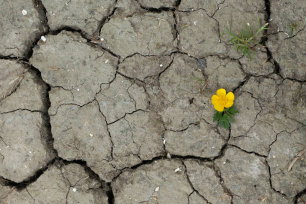 istock Climate change could cause more drought in the Netherlands. 2153949846