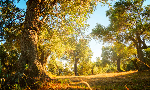Mediterranean olive trees in garden. Olive farm grow background.