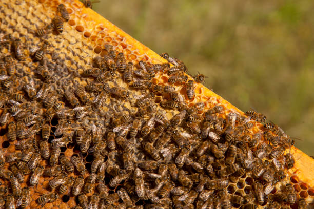 istock Working bees in a hive on honeycomb. Bees inside hive with sealed and open cells for their young. 2153950346