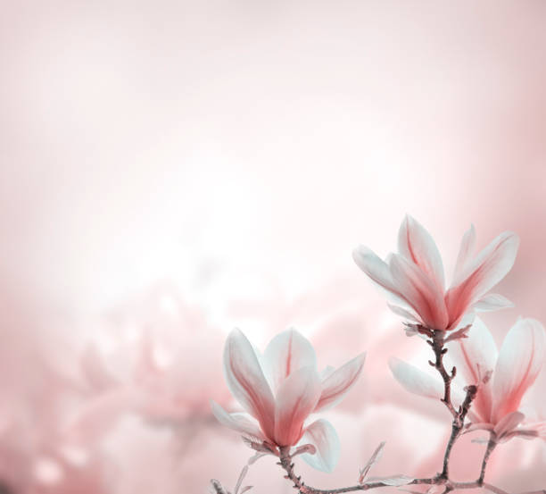 istock Closeup of blooming magnolia tree in spring on pastel bokeh background. 2153950384