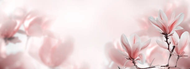 istock Closeup of blooming magnolia tree in spring on pastel bokeh background. 2153950481