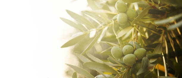 istock Closeup of olive fruit on tree branch. 2153950506