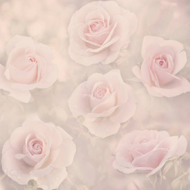 istock Pink roses bouquet. Beautiful pastel floral pattern background. 2153950518