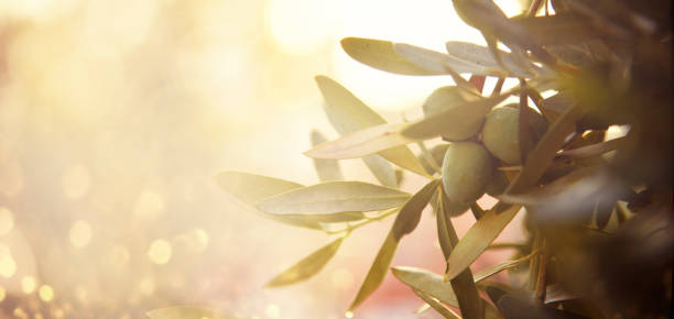 istock Closeup of olive fruit on tree branch. Olive garden and sunlight background design. 2153950540