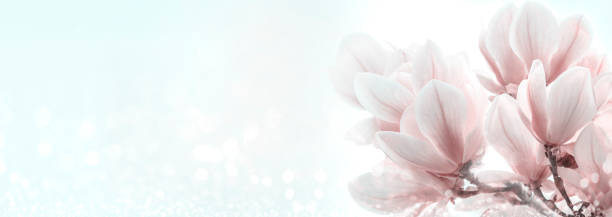 Closeup of blooming magnolia tree in spring on pastel bokeh background.