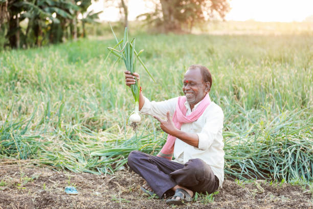 Indian farmer holding onion plant in onion farm