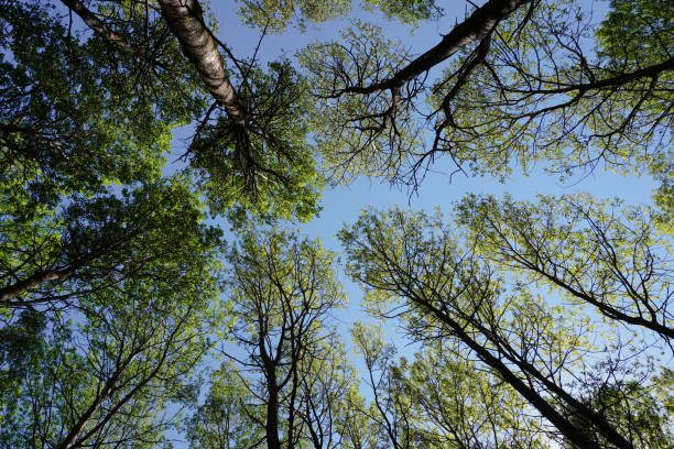 istock Low angle view of of trees against the sky 2153953310