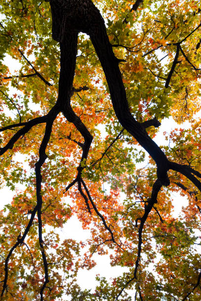 istock Autumn maple trees with colorful leaves 2153953572