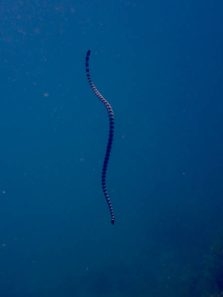 istock Sea snake in the water column. 2153953750