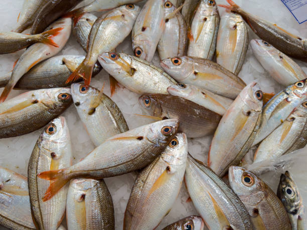 istock Fresh bream fish on an ice bench in Portugal 2153955334