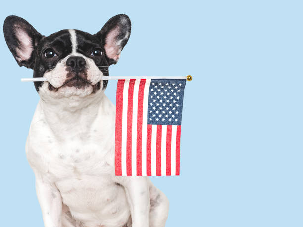 istock Lovable, pretty dog and American Flag. Closeup 2153957268
