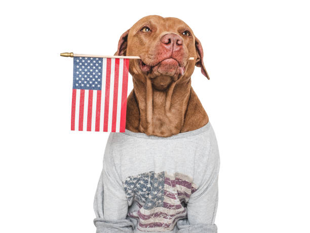 istock Cute dog and American Flag. Studio shot 2153957392