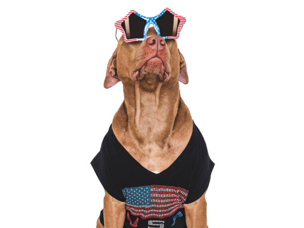 istock Cute dog, sunglasses and American Flag. Studio shot 2153957431