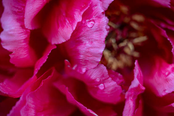 Close-up of green, red, unblown bud of peony with drops of dew on fresh green blurred background.