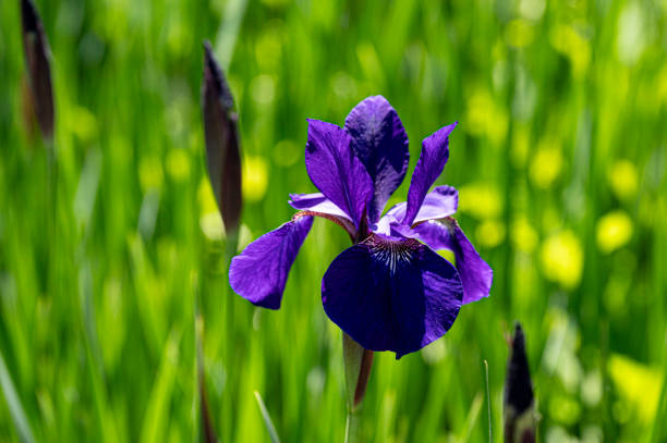 Ris douglasiana, the Douglas iris, is a common wildflower of the coastal regions of Northern and Central California and southern Oregon in the United States. Salt Point State Park, Sonoma County, California. Iridaceae. stock photo