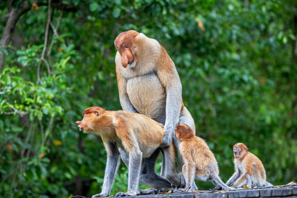 proboscis monkey or nasalis larvatus